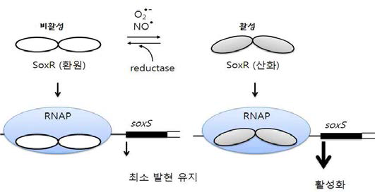 효소에 의한 산화적 스트레스 대응 기작의 예: SoxR 의 산화-환원에 따른 산화적 스트레스 대응 효소의 발현 조절