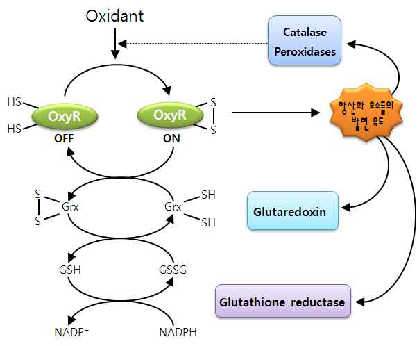 산화적 스트레스 대응 기작의 예: OxyR의 산화-환원에 따른 항산화 효소들의 발현 조절