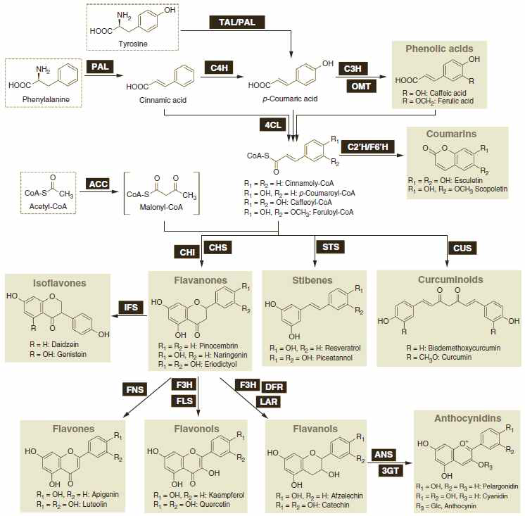 폴리페놀의 생합성 경로의 요약.
