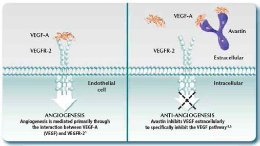 Bevacizumab의 작용 기전