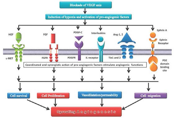 혈관내피성장인자 축을 차단함으로써 촉진되는 보상적 혈관생성 관련 인자들과 그 작용 기전(RN Gacche. et al. 2015)>