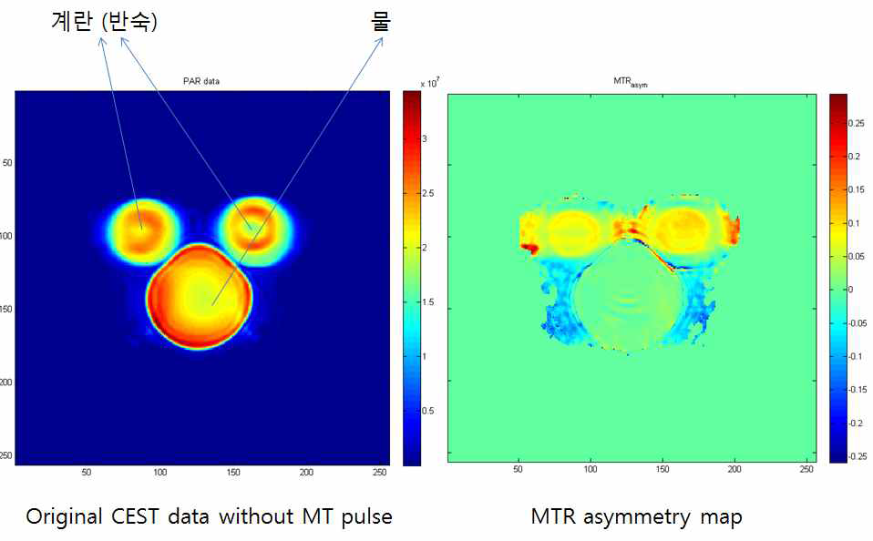 물과 계란으로 만든 팬텀의 chemical exchange saturation transfer 원본 영상(좌측)과 자화전달비율 비대칭 파라미터 지도 영상(우측). 자화전달비율 비대칭 파라미터 지도 영상에서 계란 내부의 단백질 성분으로 인한 신호강도 증가를 보임