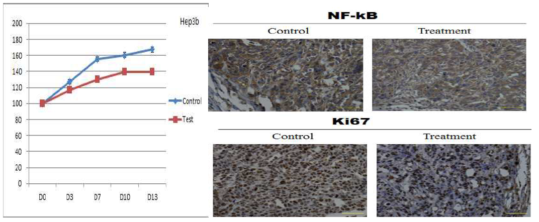 Immunnohistochemical staining of tumor tissues from Hep3B xenografts after As4O6treatment