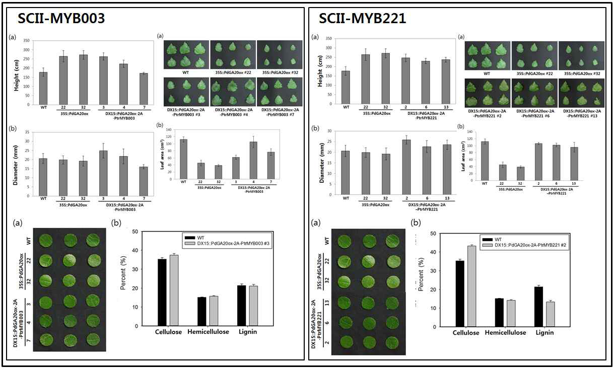 본 연구과제에서 개발된 포플러 형질전환체인 SCII-MYB003과 SCII-MYB221의 주요 표현형.