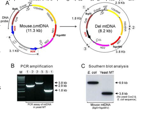 효모의 미토콘드리아 내에서 homologous recombination을 이용한 non-mouse mtDNA sequence의 제거.