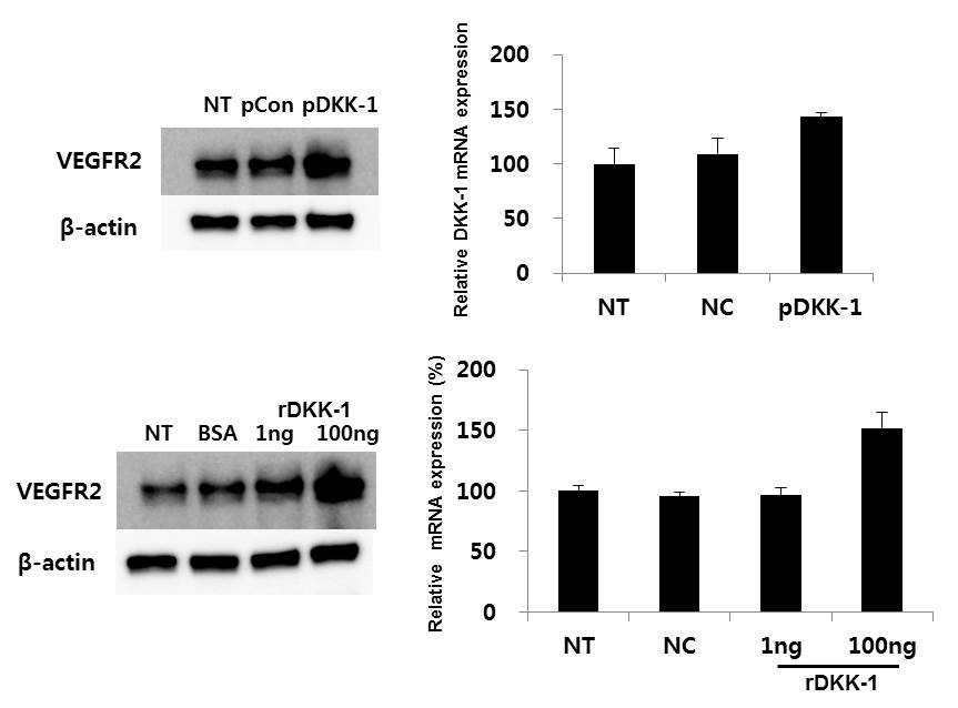 pDKK-1과 rDKK-1의 angiogenic factors의 발현 변화