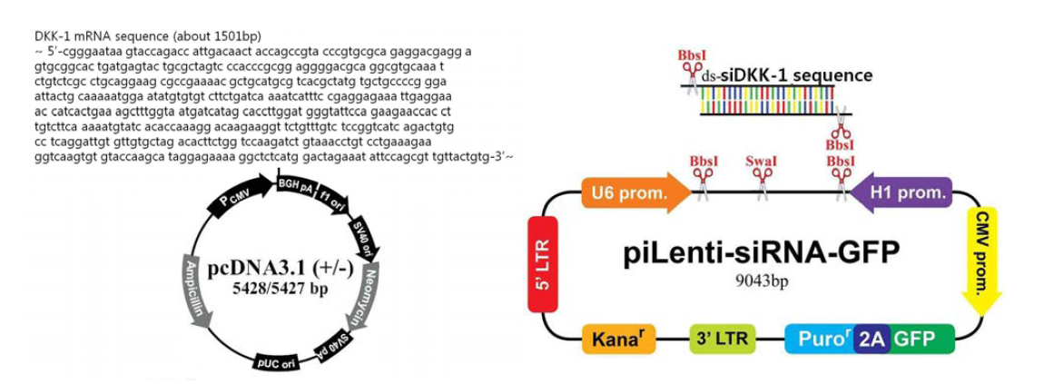 Construction of pDKK-1 and siDKK-1