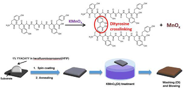 타이로신 기반 펩타이드에 KMnO4 처리를 통하여 펩타이드/망간 복 합체를 형성하는 과정