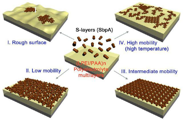 다양한 표면 유동도을 갖는 PEM 박막 위의 S-layer 단 백질 자가 조립 모식도