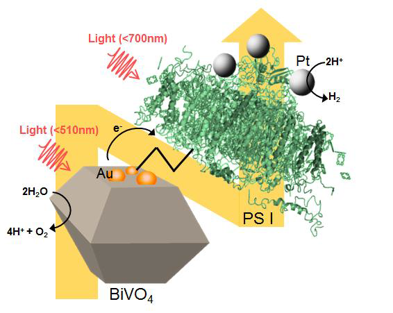 본 연구진이 개발하고자 하는 물 분해를 위한 하이브리드 구조체의 전자전달 모식도