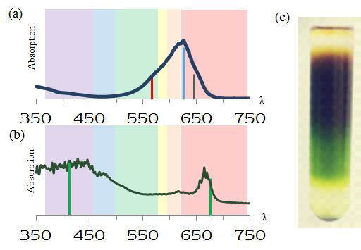 Thylakoid 막 추출 후 (a)상등액 (b)Thylakoid membrane의 Absorbance (c)Sucrose density gradient 직후의 사진