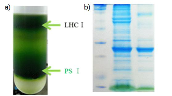 a) 초원심분리 결과. 가장 아래의 밴드가 photosystem1이다. b) SDS PAGE결과. 맨 왼쪽이 standard band, 가운데가 thylakoid membrane, 오 른쪽이 photosystem 1.