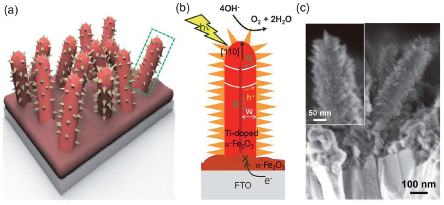 (a), (b) Ti이 도핑된 hematite 나노로드 array, 도핑되지 않은 hematite underlayer, b-FeOOH 가지가 달린 Photoande (c) SEM image of photoanode