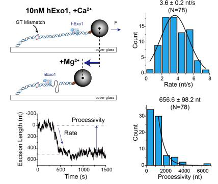 (왼쪽) hExo1 단백질의 핵산분해활동 실험 개요와 그 대표 trace (오른쪽) hExo1 단일 핵산분 해활동 결과 (속도와 Processivity).