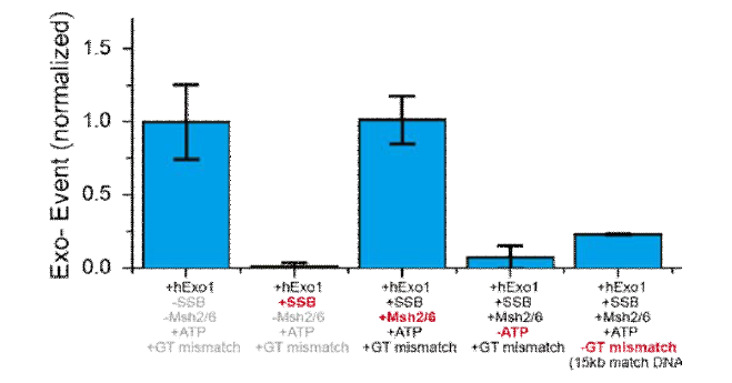hExo1의 SSB, Msh2/6, ATP, GT 오류 염기 쌍 유무에 따른 핵산분해활동 정도 비교.