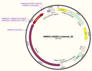 Msh2-mEos3.2 plasmid map