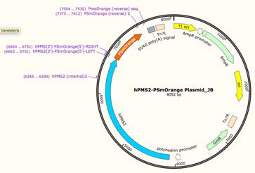 Pms2-PSmOrange plasmid map