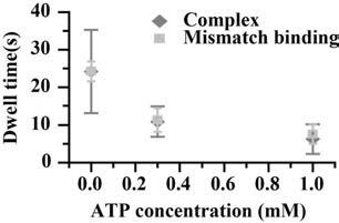 ATP 농도에 따른 복 합체의 유지 시간과 MutS의 오 류 염기쌍 결합 시간의 변화.
