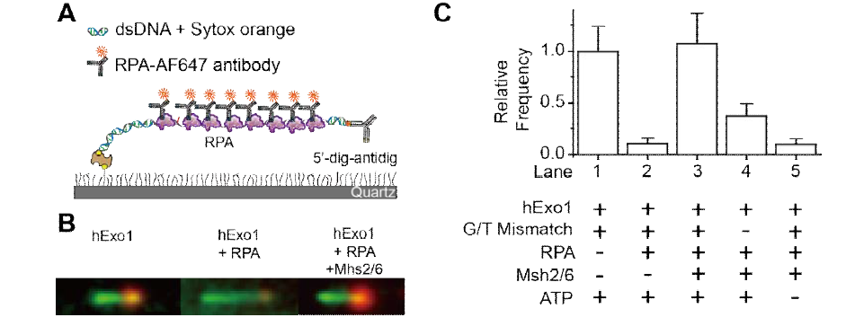 hExo1의 SSB, Msh2/6, ATP, GT 오류 염기쌍 유무에 따른 핵산분해 활동 정도 비교.