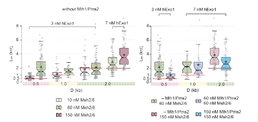 Msh2/6 농도에 따른 DNA 제거 길이, Mlh1/Pms2 농도에 따른 DNA 제거 길이