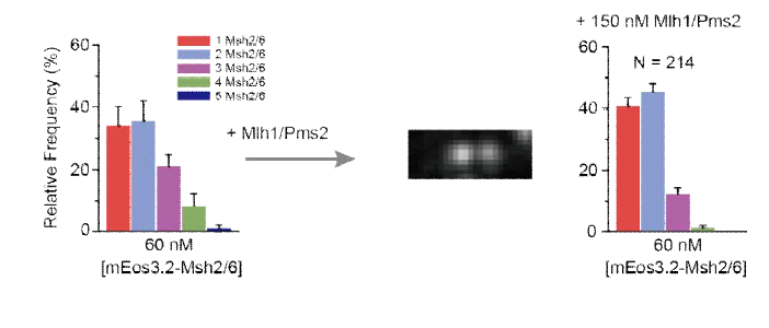 mEos3.2-Msh2/6의 농도에 따른 개수 분포와 Mlh1/Pms2에 의한 영향