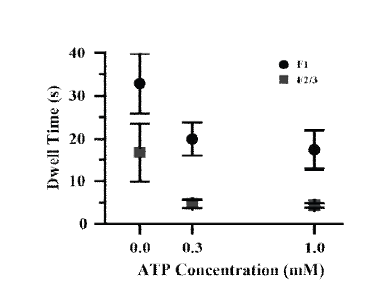 오류 염기쌍이 있는 DNA 상에서 ATP농도에 따른 MutS/β2 복합체의 지속시간.