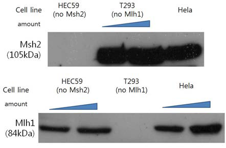 Hec59&T293 cell line의 nucleus extract의 Msh2와 Mlh1 발현 여부 확인