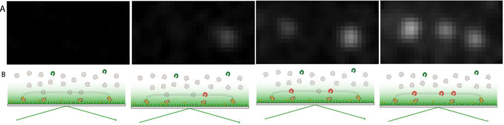 Photoactivation을 이용한 고농도 형광 관찰 현미경의 mEos3.2-Msh2/6 실제 관찰 이미지 와 모식도.