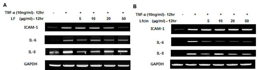 Lf, Lfcin이 Caco-2세포에서 염증관련 유전자 발현에 미치는 영향 분석