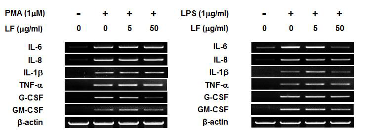 PMA 및 LPS 자극에 따른 염증성 사이토카인 mRNA 발현 비교 분석