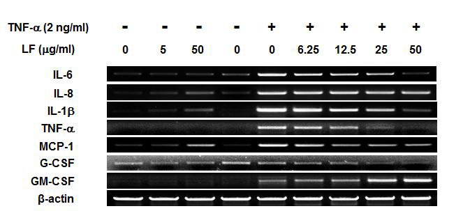TNF-α 자극에 따른 염증성사이토카인 mRNA 발현 비교 분석