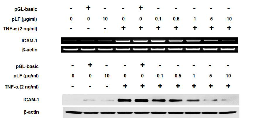 Lf 과발현에 따른 ICAM-1의 발현 정도 비교 분석