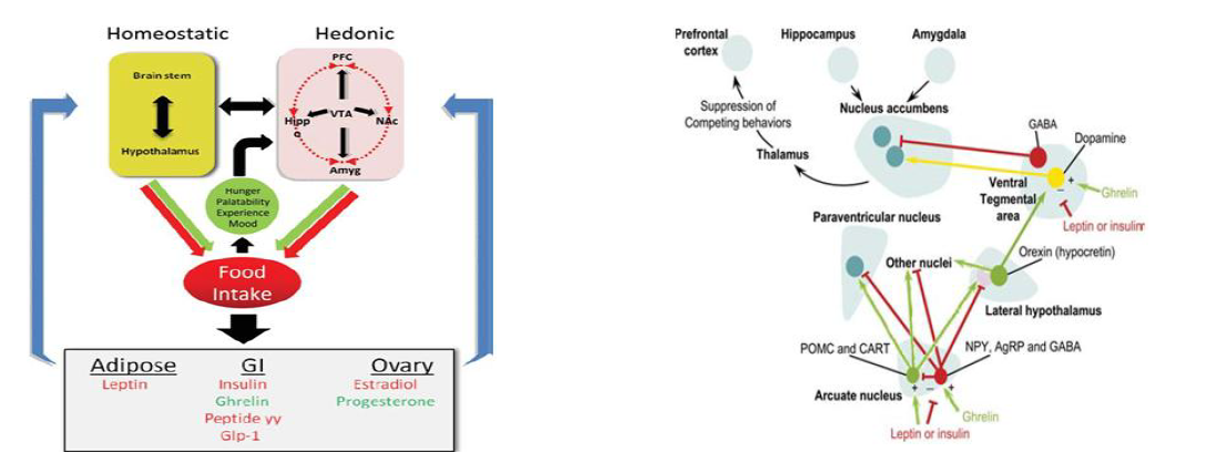 항상성 섭식(homeostatic eating)과 탐닉적 섭식(hedonic eating)의 조절경로