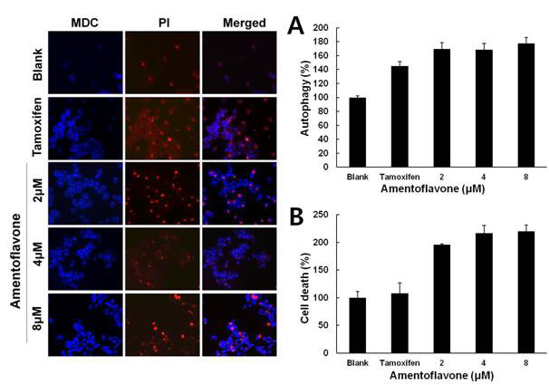 Effect of amentofoavone on formation of autophagosome on A549 cells.