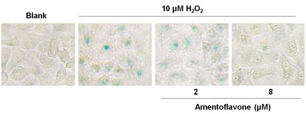 Effect of amentoflavone on senescence-associated (SA)-β-galactosidase staining in A549 cells.