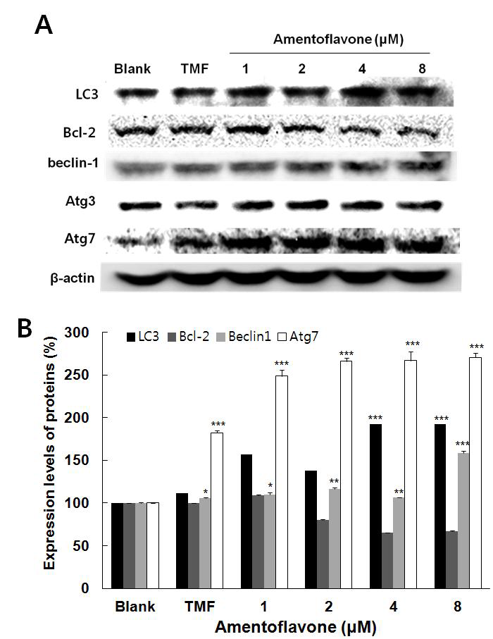 Effect of amentoflavone on protein expressions of LC3, Bcl-2, beclin1, Atg3, Atg7 and β-actin in A549 cells.