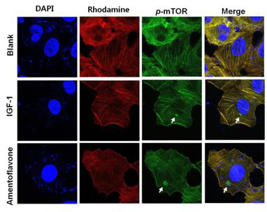 Laser confocal images of p-mTOR immunoflurescence-stained A549 cells.