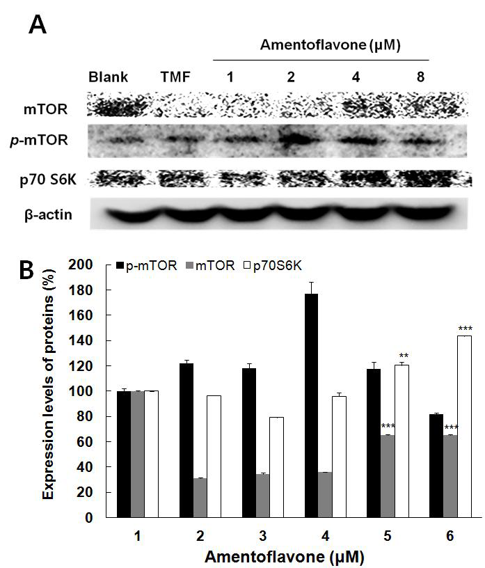 Effect of amentoflavone on protein expressions of LC3, Bcl-2, beclin1, Atg3, Atg7 and β-actin in A549 cells.