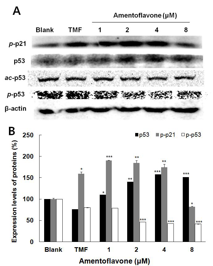 Effect of amentoflavone on protein expressions of p-p21, p53, ac-p53, p-p53 and β-actin in A549 cells.