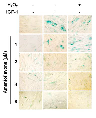 Effect of amentoflavone on cell morphology and senescence-associated (SA)-β -galactosidase activity in human lung fibroblast cells (WI38).