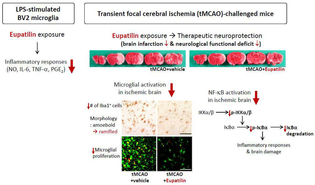 eupatilin의 미세아교세포 활성화 및 신경염증반응 억제에 의한 뇌허혈 치료효능 및 기전