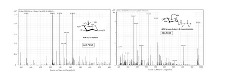 d-glycero-d-manno-heptose-1β-ADP (m/z 618.0858)와 4-keto-6-deoxy-d-manno-heptose-1α-GDP (m/z 616.0699)의 LC-MS 피크