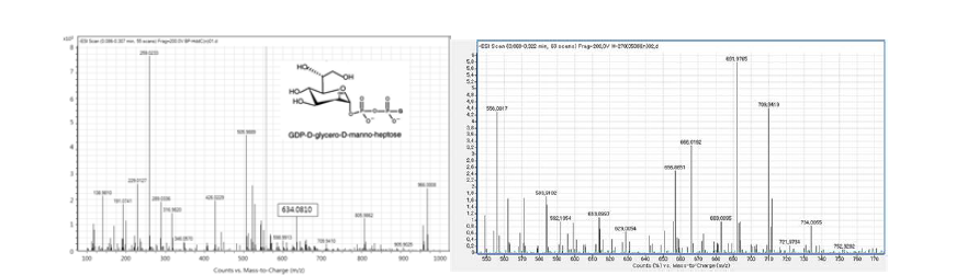 니아졸 처리 전(좌), 후(우) d-glycero-d-manno-heptose-1α-GDP (m/z 634.0810)의 LC-MS 피크