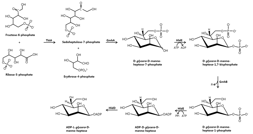 류비저균의 ADP-L-glycero-D-manno-heptose의 생합성경로.