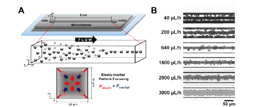 (A) 사각형 채널에서 DNA용액하에서 입자 집속 메커니즘을 설명하는 모식도. (B) 사각형 채널 내에 DNA에 의해 발현되는 점탄성 특성에 의해 입자 집속이 이뤄지는 실험 결과.