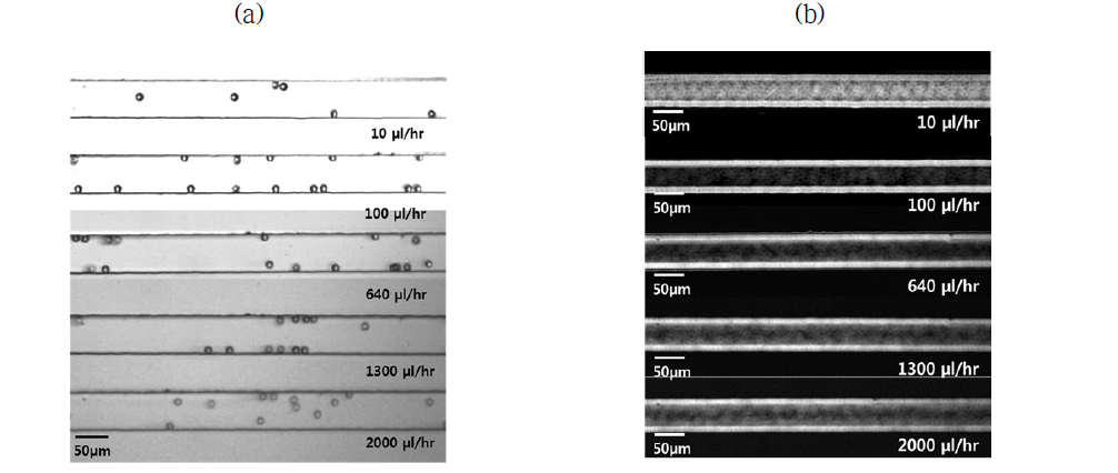 PBS 바탕의 Xanthan gum 0.1 wt% 용액의 유량에 따른 입자 이동의 (a) snap image와 (b) standard deviation image.