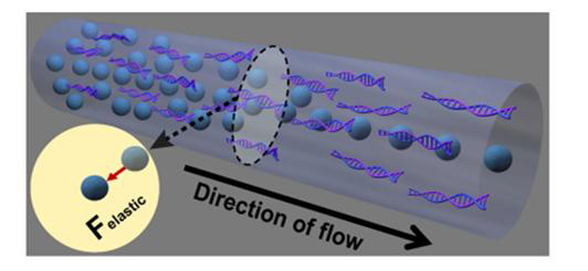DNA 분자에 의한 입자 이동 특성을 나타내는 모식도