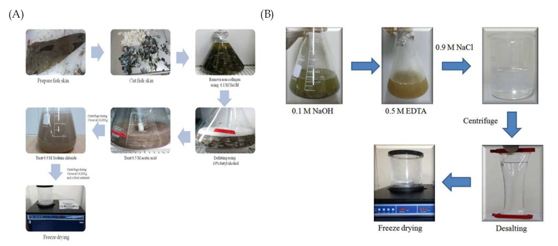 수산 부산물로부터의 콜라겐 추출과정 (A)어류 피부, (B)어류 비늘 및 뼈 추출 모식도