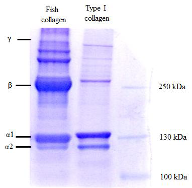 돼지로부터 추출된 타입 I 콜라겐과 넙치피부로부터 추출한 콜라겐의 SDS-PAGE 비교