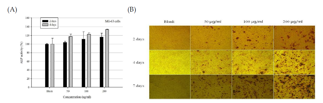 조골세포(MG63)내 어뼈 유래 활성물질의 ALP 활성측정, 미네랄화 측정